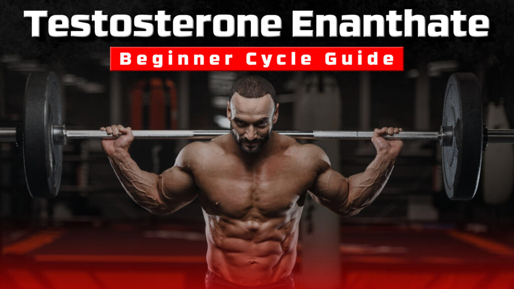 Testosterone Enanthate Beginner Cycle Guide