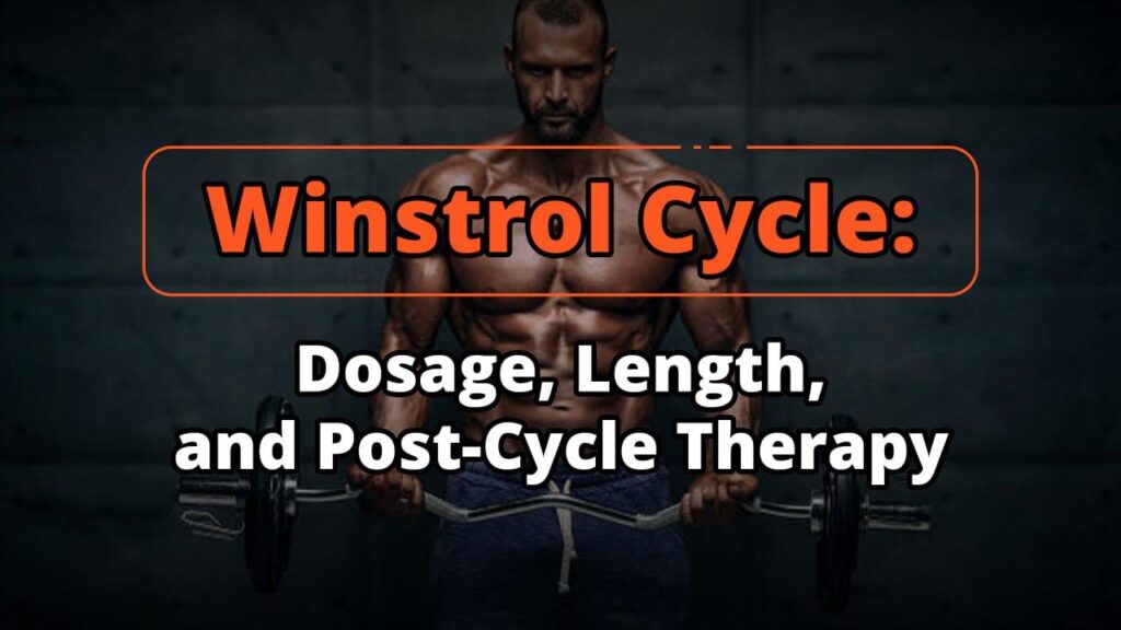 Winstrol Cycle: Dosage, Length, and Post-Cycle Therapy