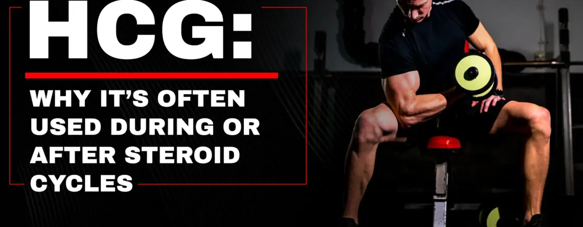 HCG during and after steroid cycles