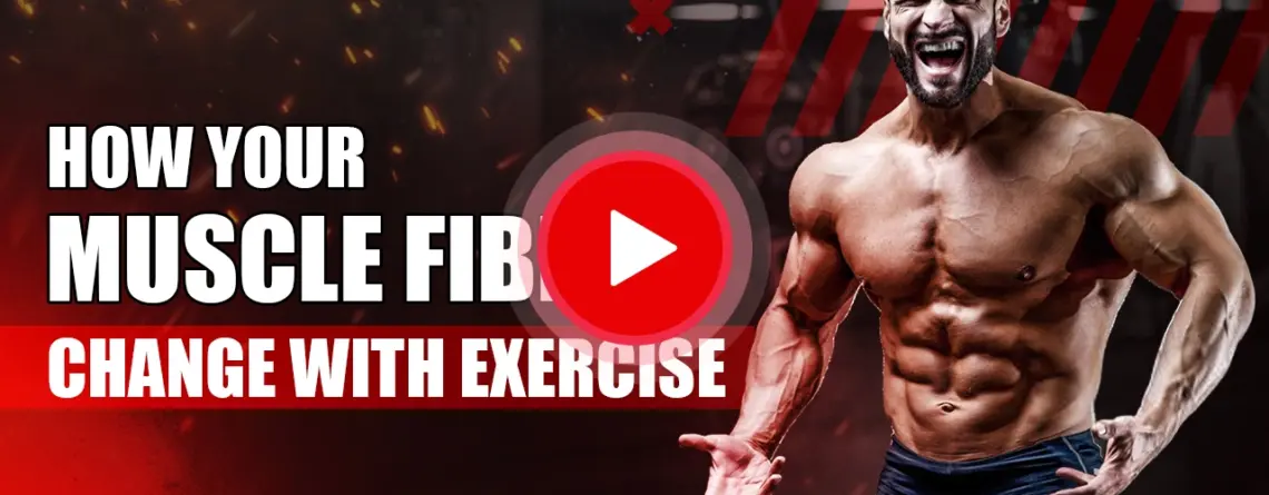 Illustration showing how exercise transforms different muscle fibers for strength and endurance performance