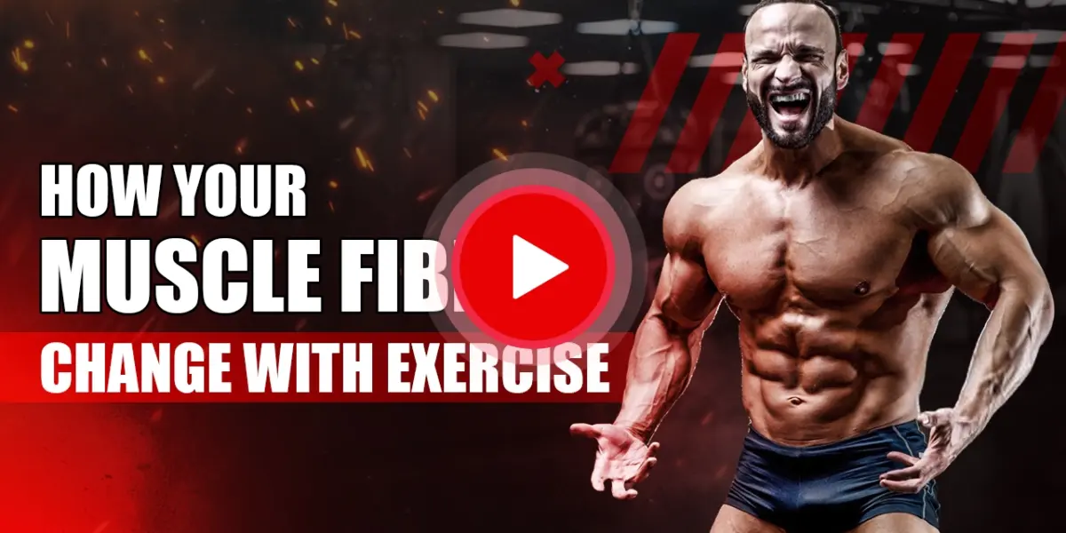 Illustration showing how exercise transforms different muscle fibers for strength and endurance performance