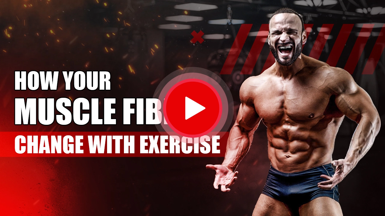 Illustration showing how exercise transforms different muscle fibers for strength and endurance performance