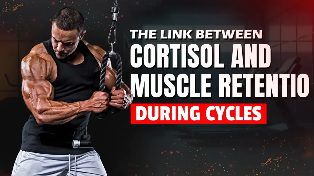 The Link Between Cortisol and Muscle Retention During Cycles