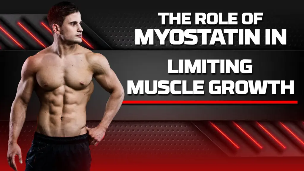 The Role of Myostatin in Limiting Muscle Growth