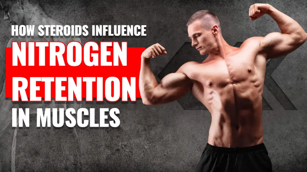 How Steroids Influence Nitrogen Retention in Muscles