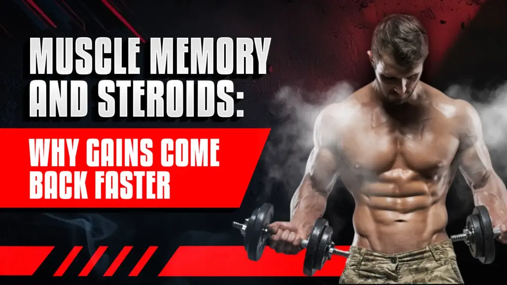 Muscle Memory and Steroids: Why Gains Come Back Faster